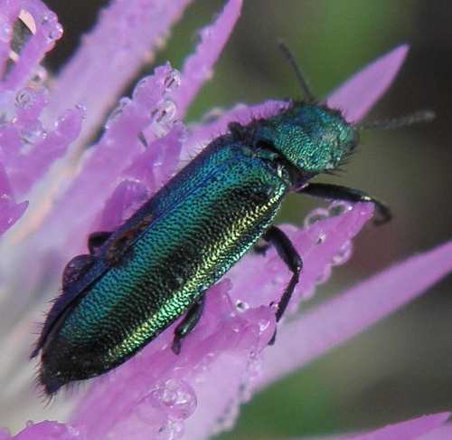 Psilothrix viridicoerulea (Sicilia)